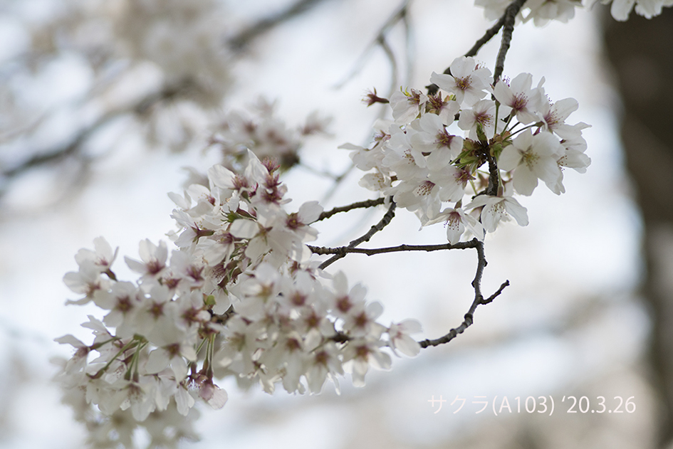 サクラサクラ垢 Ph7srzT1_200x200.jpg